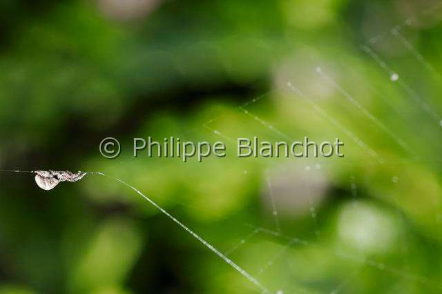 Uloboridae_4613.JPG - France, Pyrénées-Atlantiques (64), Uloboridae, Araignée triangle ou Hyptiote (Hyptiotes paradoxus) sur sa toile, Triangle spider